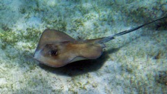 Southern Stingray